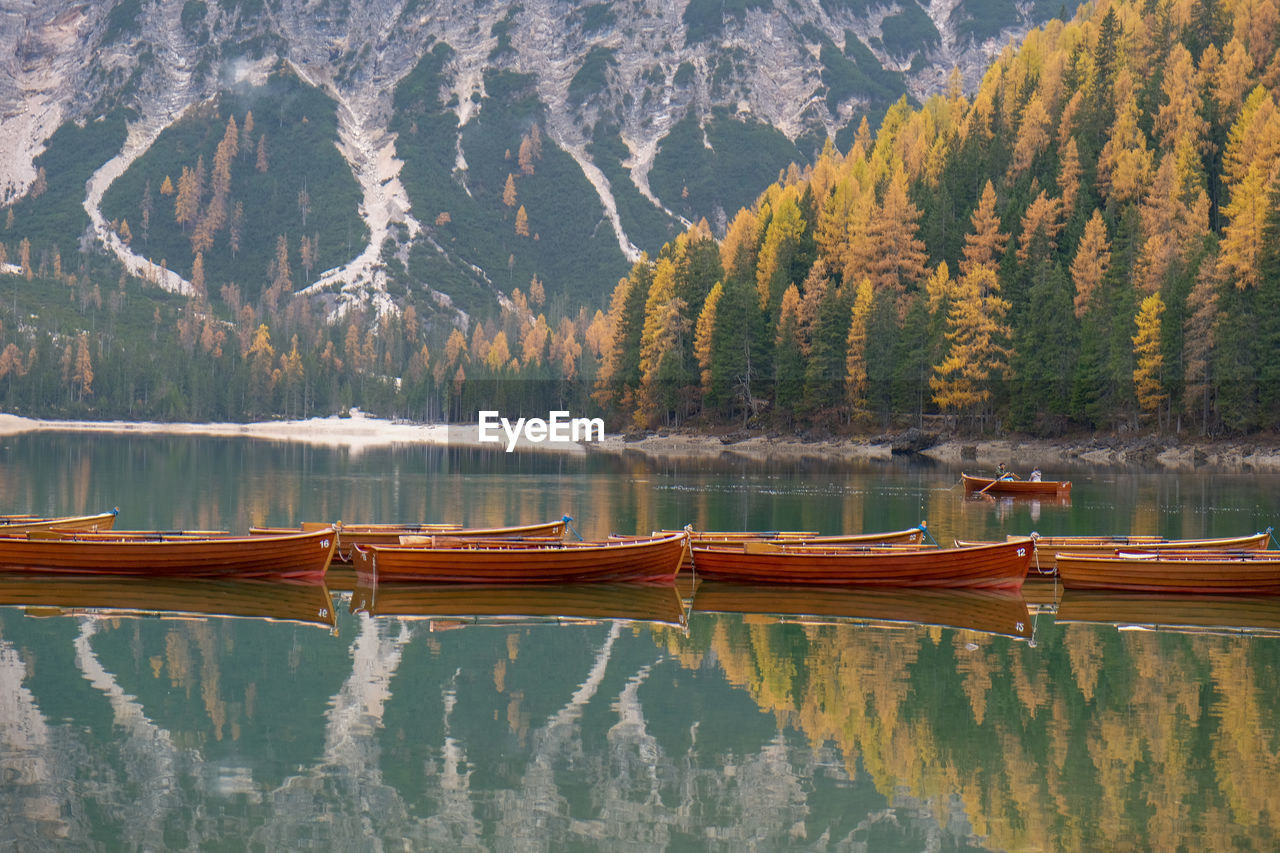 Scenic view of lake in forest