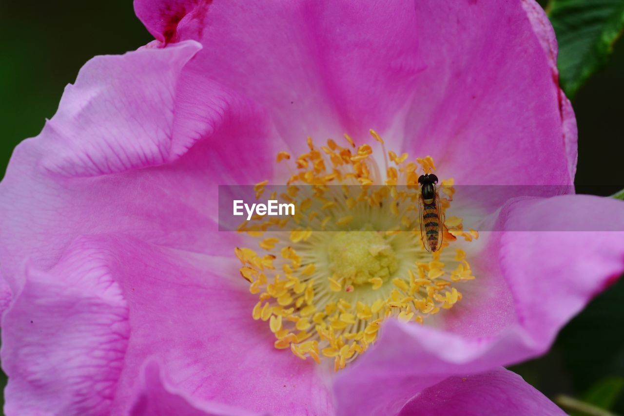 Close-up of fresh pink rose flower