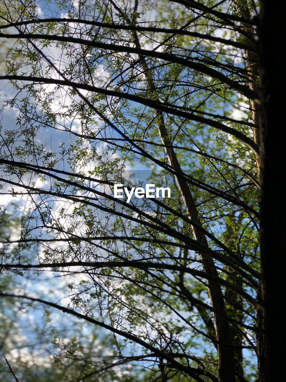 LOW ANGLE VIEW OF TREE IN FOREST