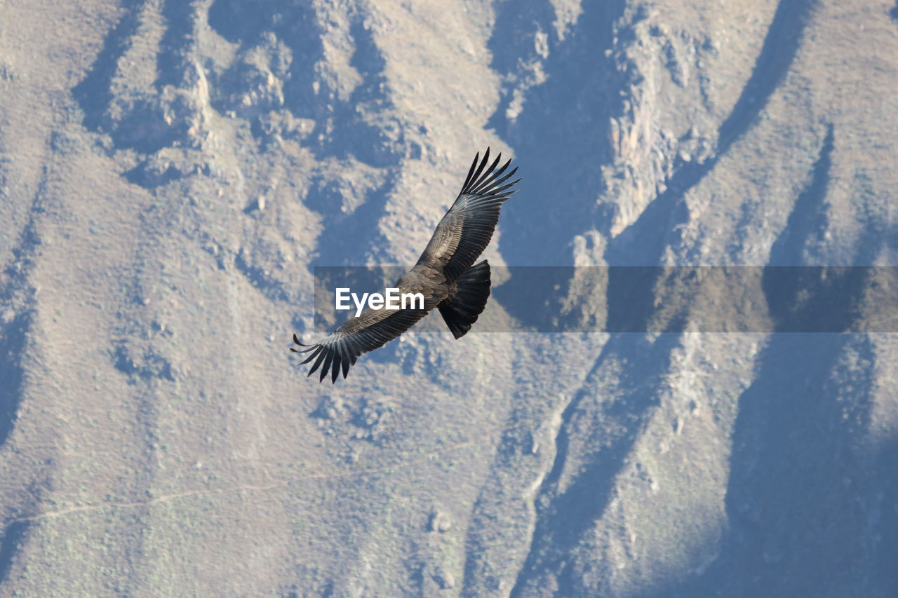 High angle view of  condor flying in snow