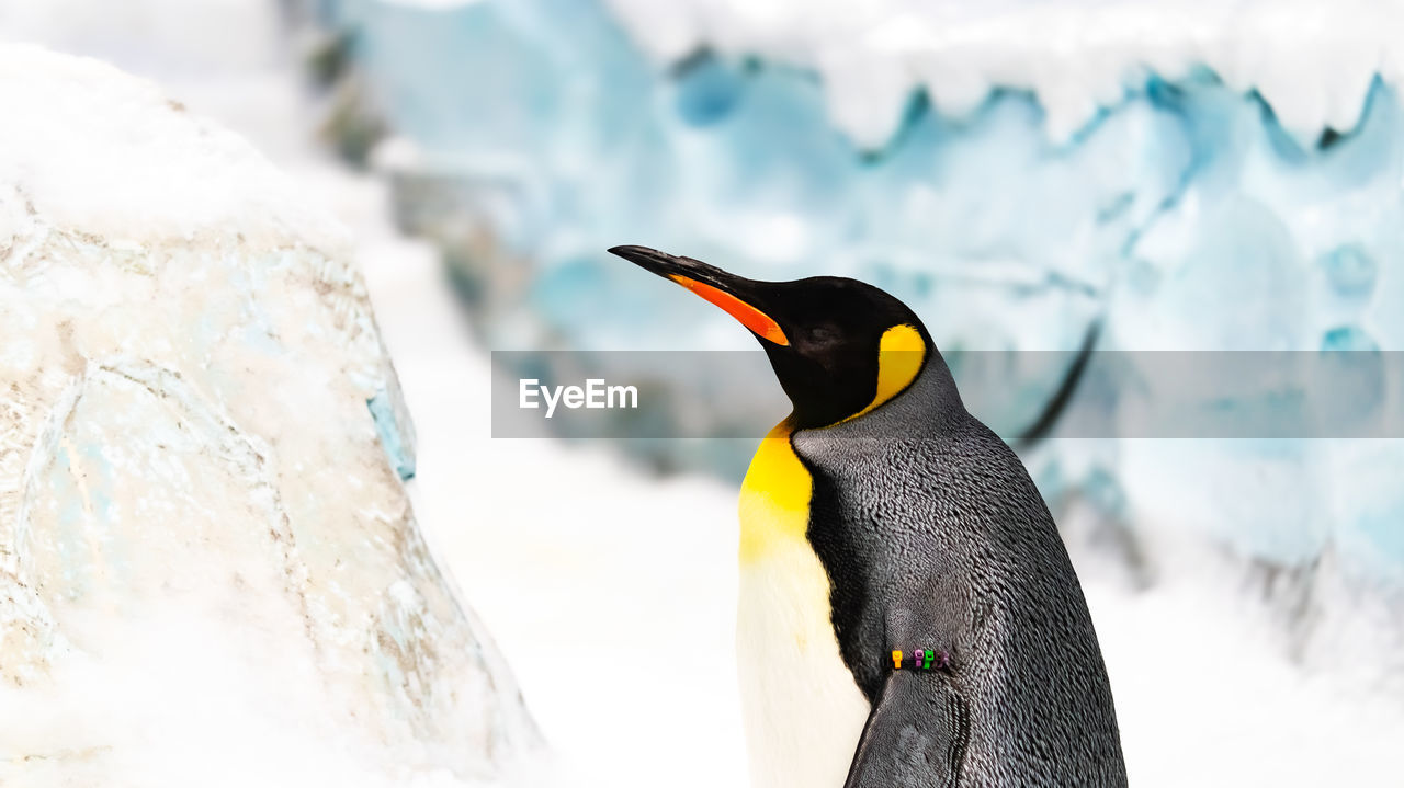 close-up of penguin against sky