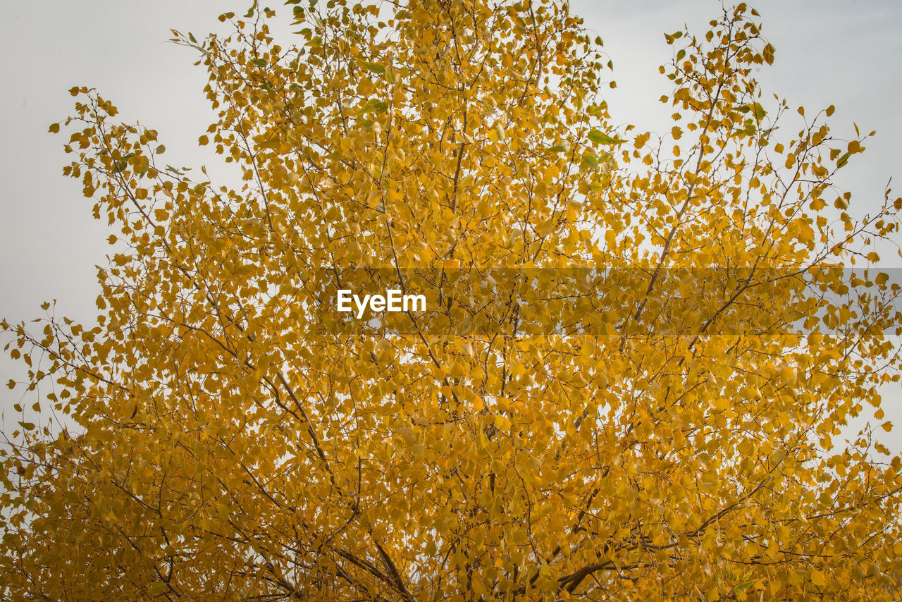 Low angle view of autumn tree against clear sky