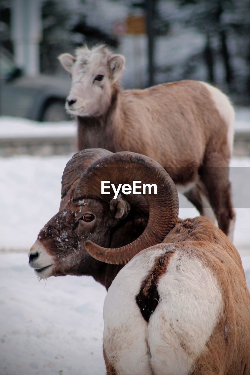 CLOSE-UP OF SHEEP ON SNOW FIELD