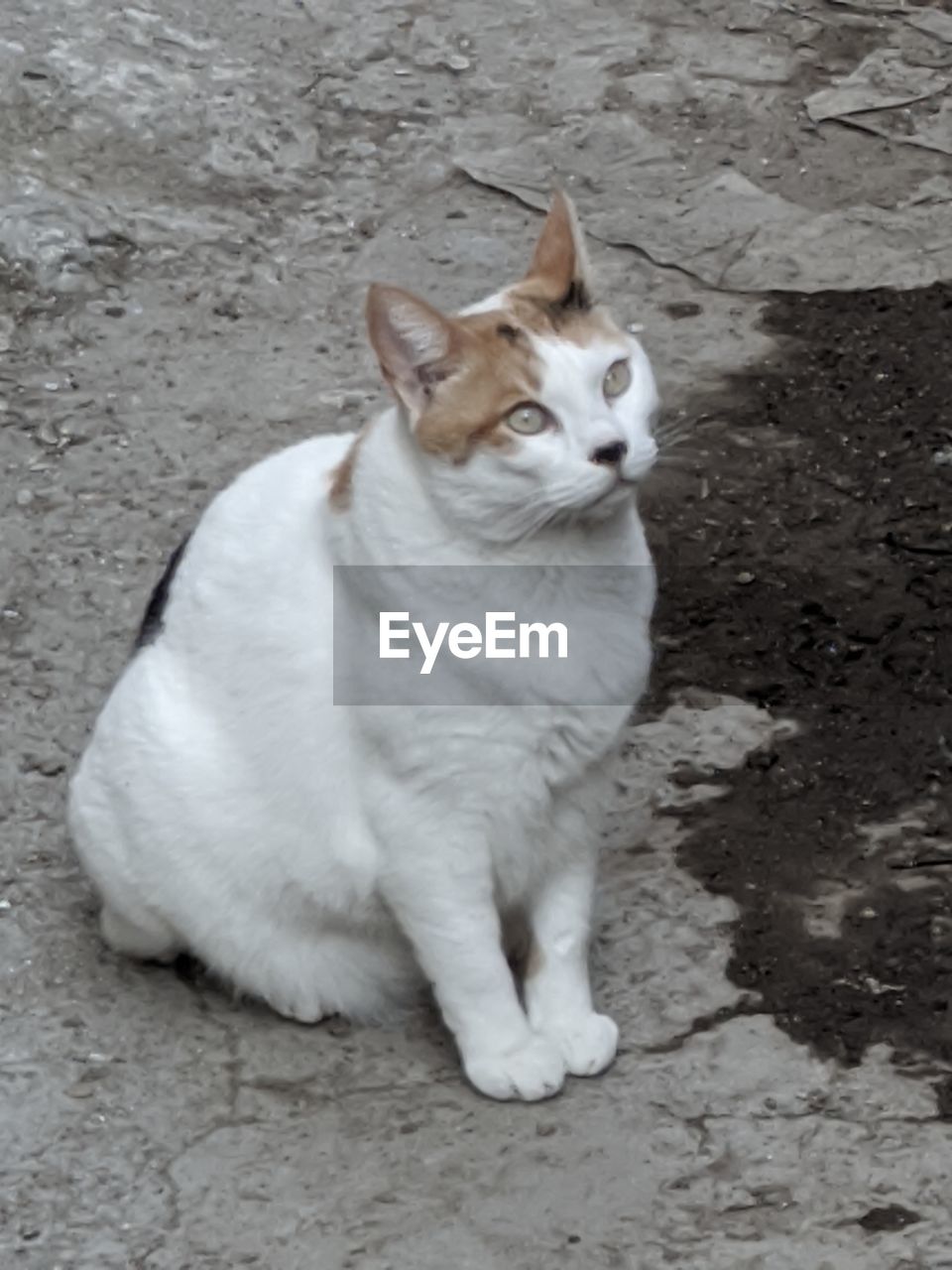 HIGH ANGLE VIEW OF CAT SITTING ON FLOOR