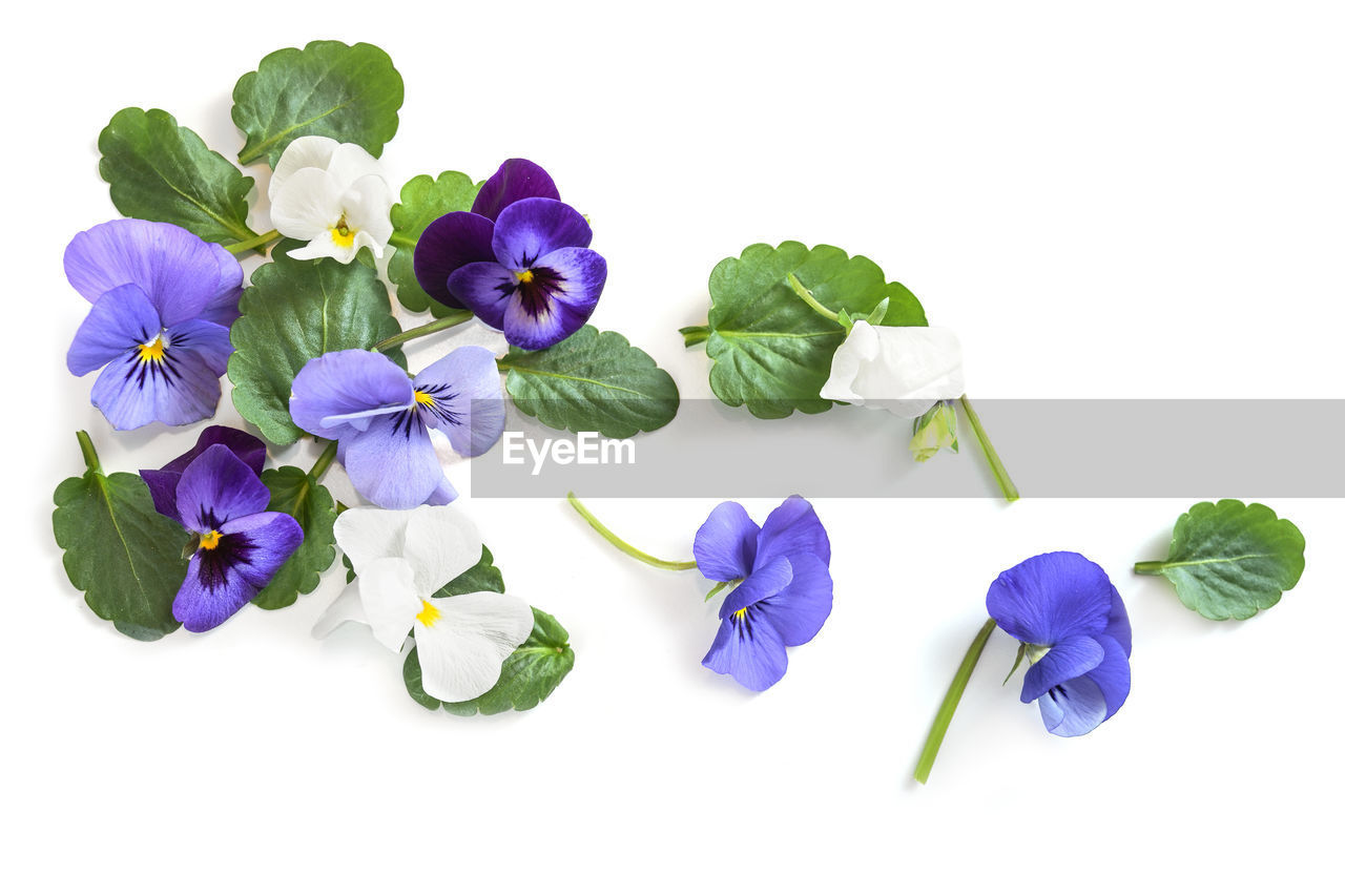 CLOSE-UP OF PURPLE FLOWERS AGAINST WHITE BACKGROUND