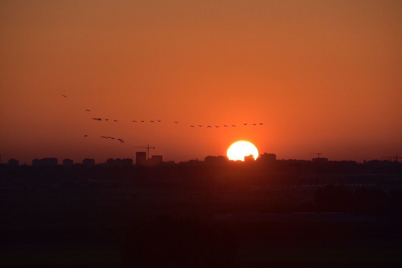 SILHOUETTE BIRDS FLYING AGAINST ORANGE SKY DURING SUNSET