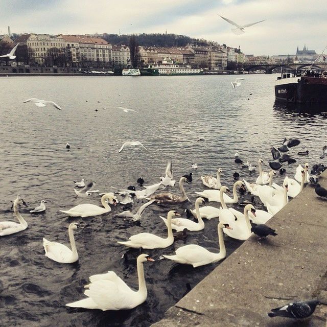 VIEW OF SEAGULLS IN HARBOR