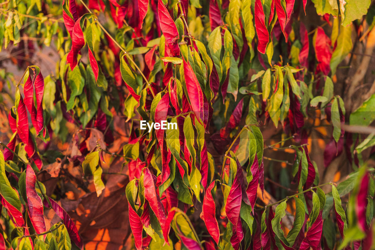 FULL FRAME SHOT OF RED LEAVES