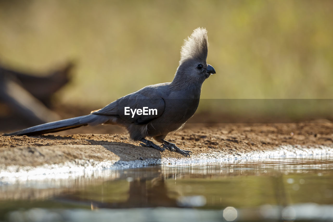 low angle view of bird perching on branch