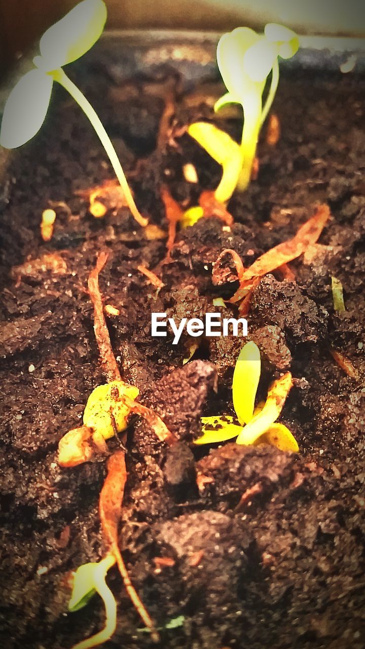 CLOSE-UP OF YELLOW LEAVES