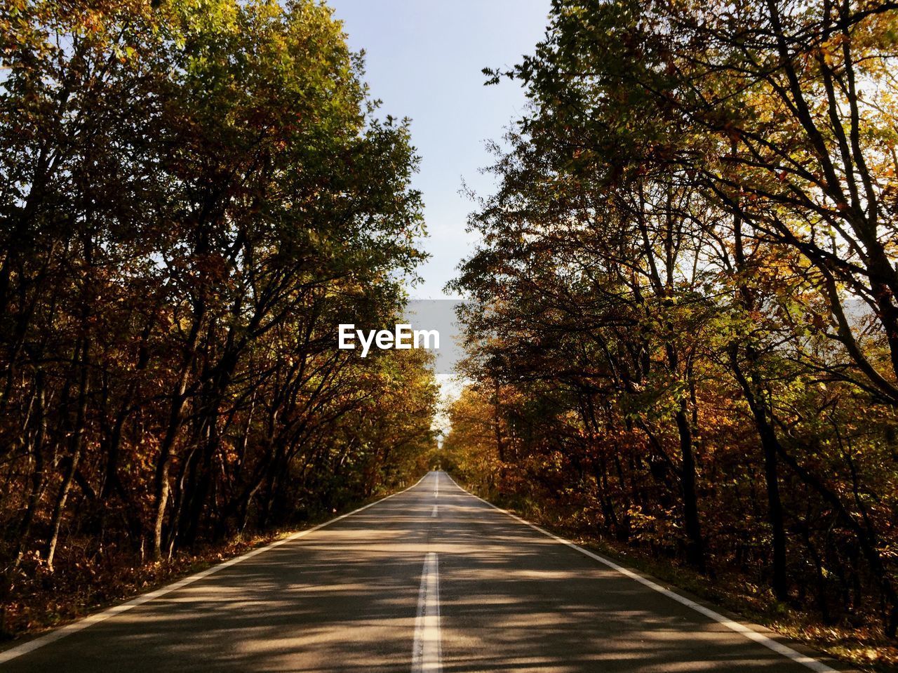 Empty road amidst trees in forest during autumn