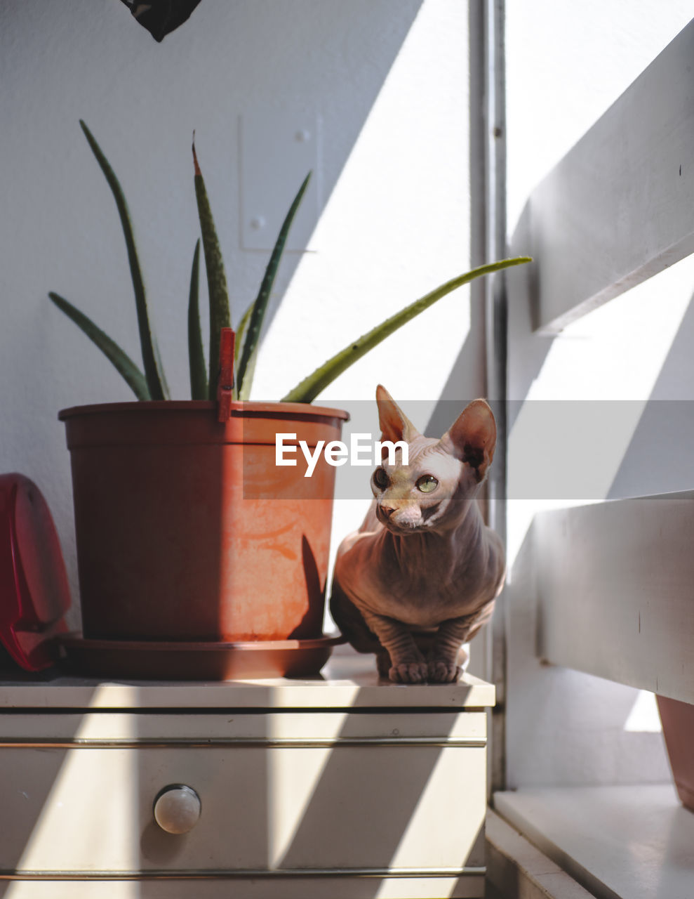 PORTRAIT OF CAT BY POTTED PLANT IN POT