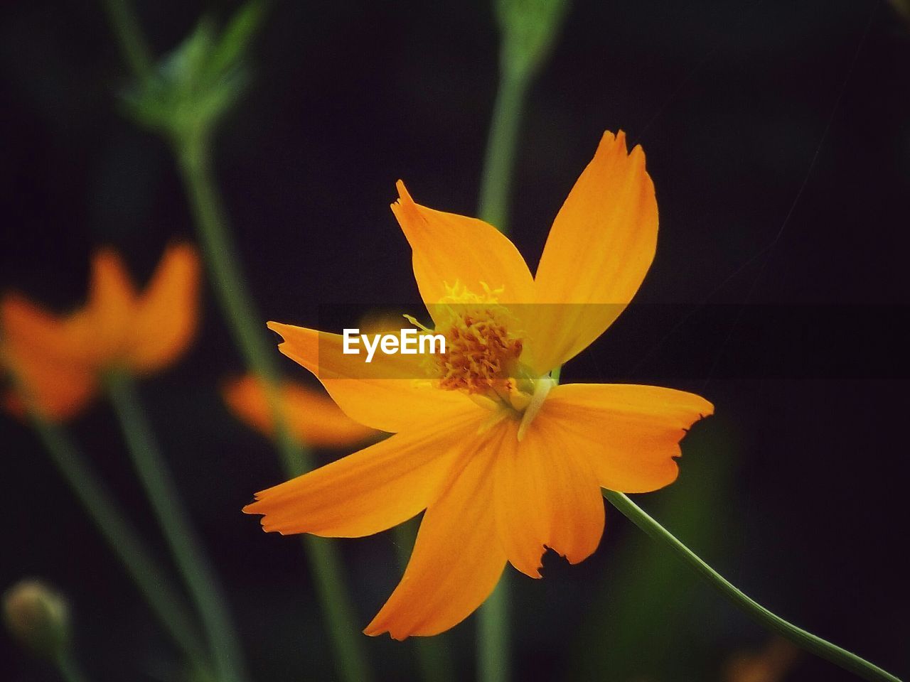 Close-up of fresh orange cosmos flower blooming in garden