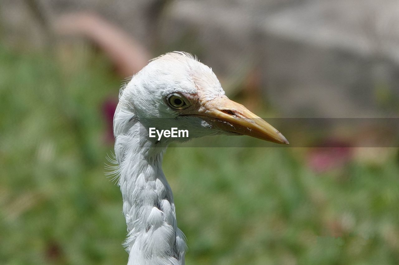 animal themes, bird, animal, one animal, animal wildlife, beak, wildlife, animal body part, nature, animal head, close-up, focus on foreground, no people, feather, heron, portrait, outdoors, side view, white, head, day, profile view