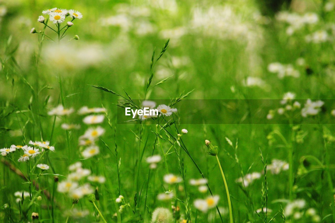 plant, grass, flower, flowering plant, nature, grassland, meadow, natural environment, green, field, beauty in nature, lawn, freshness, prairie, fragility, land, animal, no people, growth, animal themes, plain, environment, close-up, animal wildlife, wildflower, macro photography, selective focus, summer, springtime, daisy, outdoors, insect, sunlight, day, white, flower head, landscape, focus on foreground, pasture, animal wing, petal, one animal, tranquility, environmental conservation, wildlife
