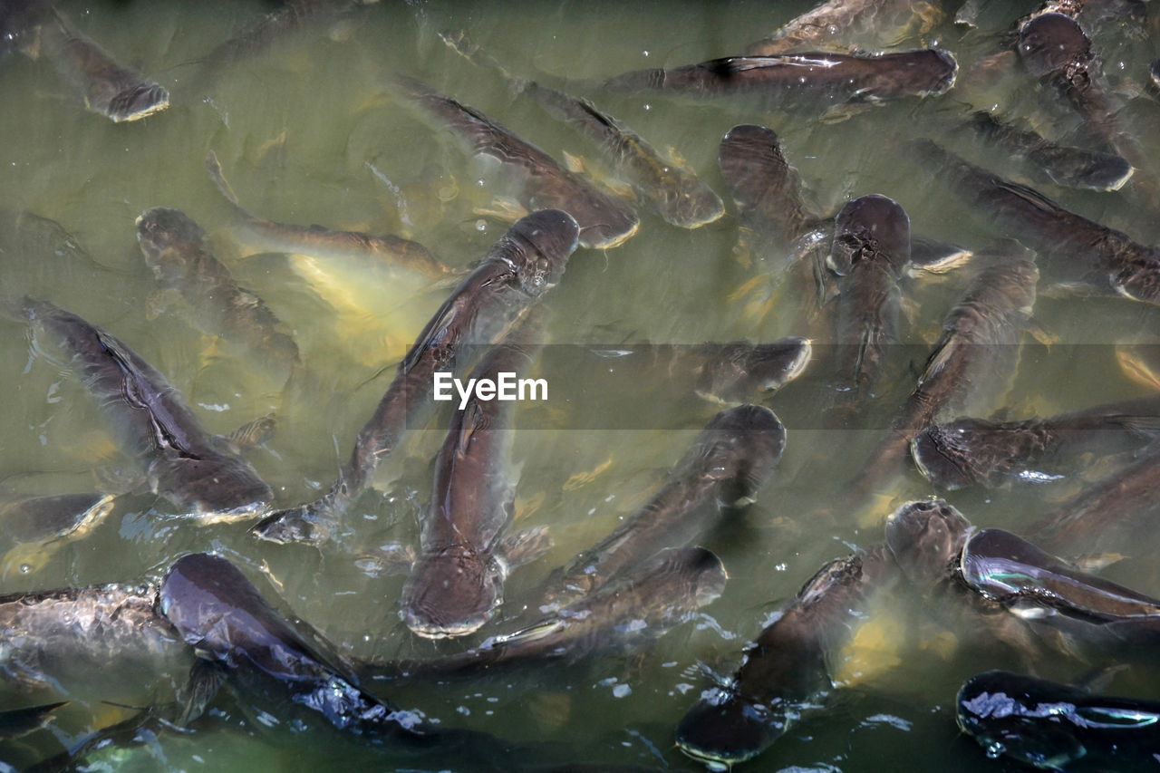 CLOSE-UP OF FISH UNDERWATER