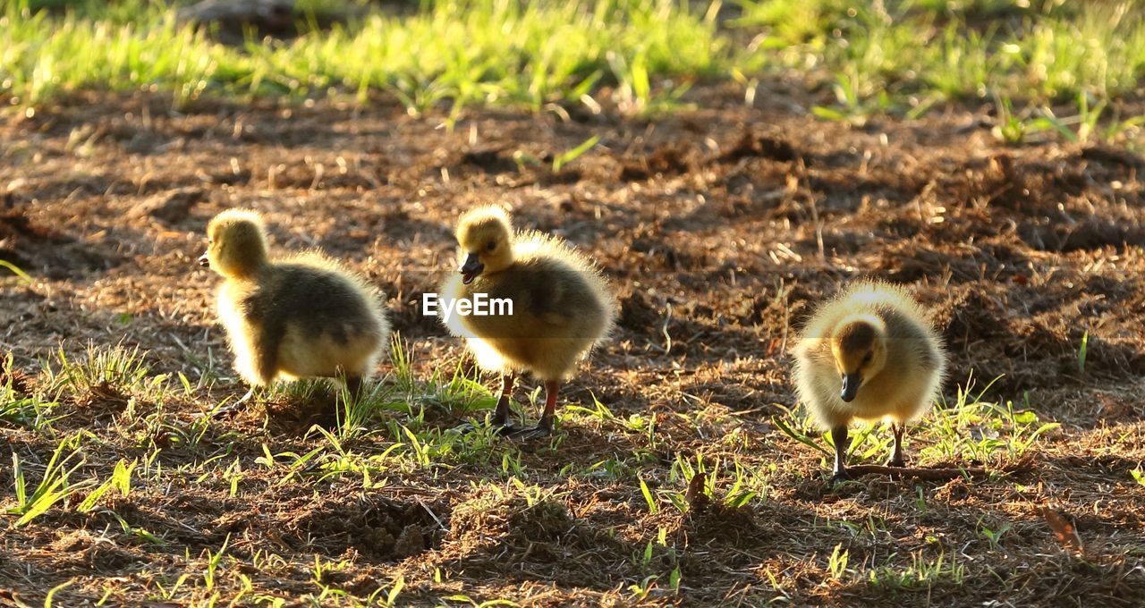 SHEEP IN FIELD