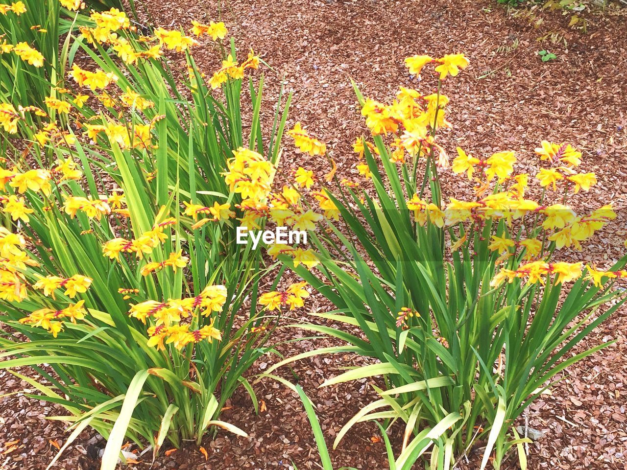 CLOSE-UP OF YELLOW FLOWERS