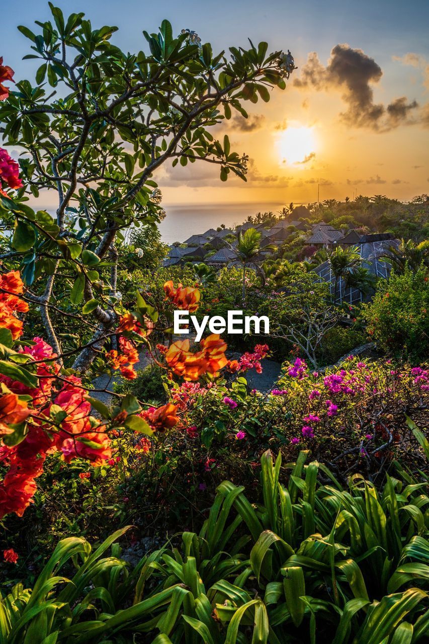 Scenic view of flowering plants against orange sky