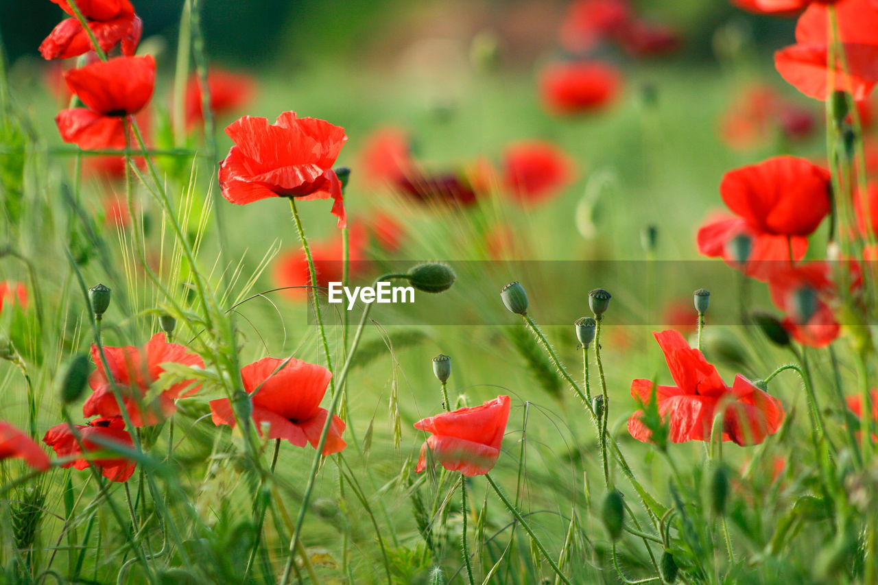 Close-up of red poppy flowers in field