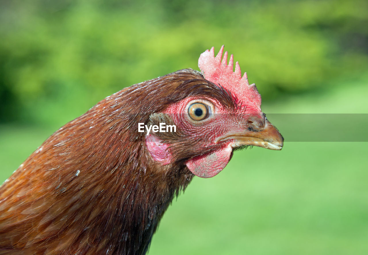 CLOSE-UP OF ROOSTER AGAINST GRAY BACKGROUND