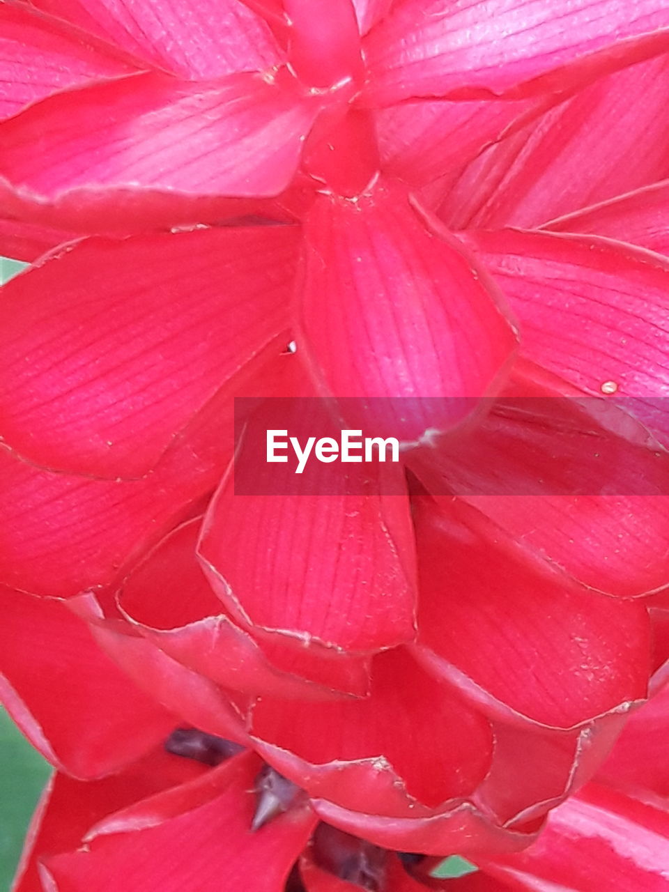 EXTREME CLOSE-UP OF PINK FLOWER