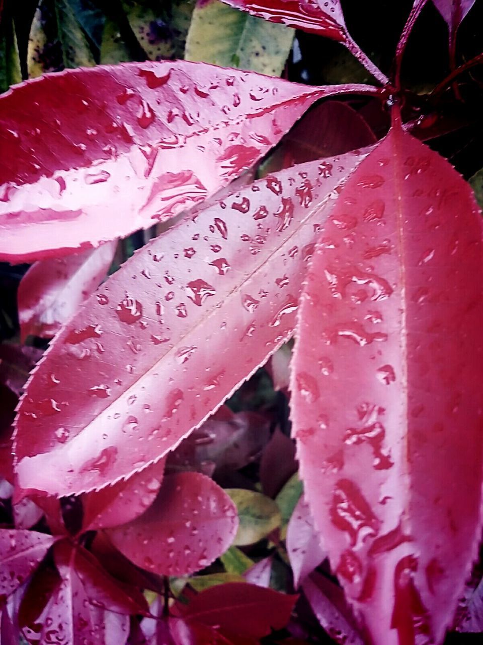 CLOSE-UP OF WATER DROPS ON PINK FLOWER