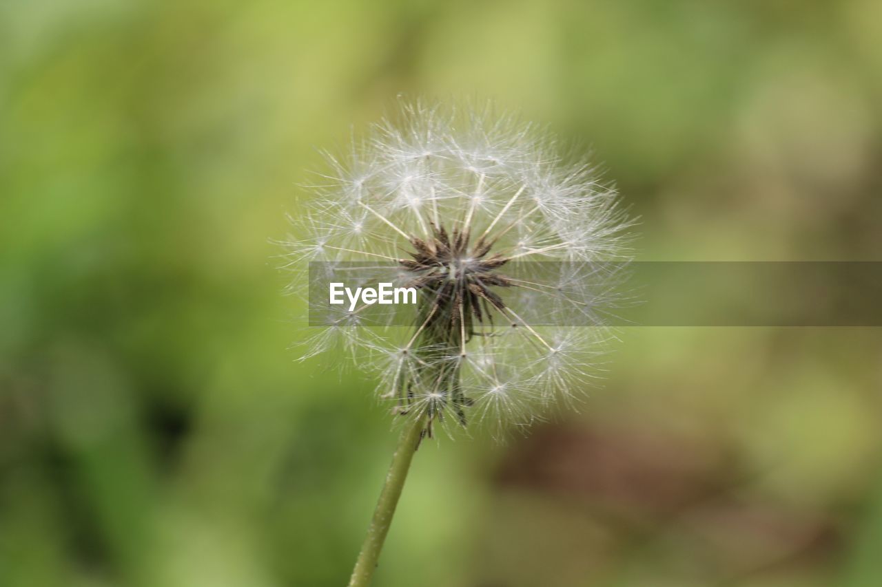 Close-up of dandelion against blurred background