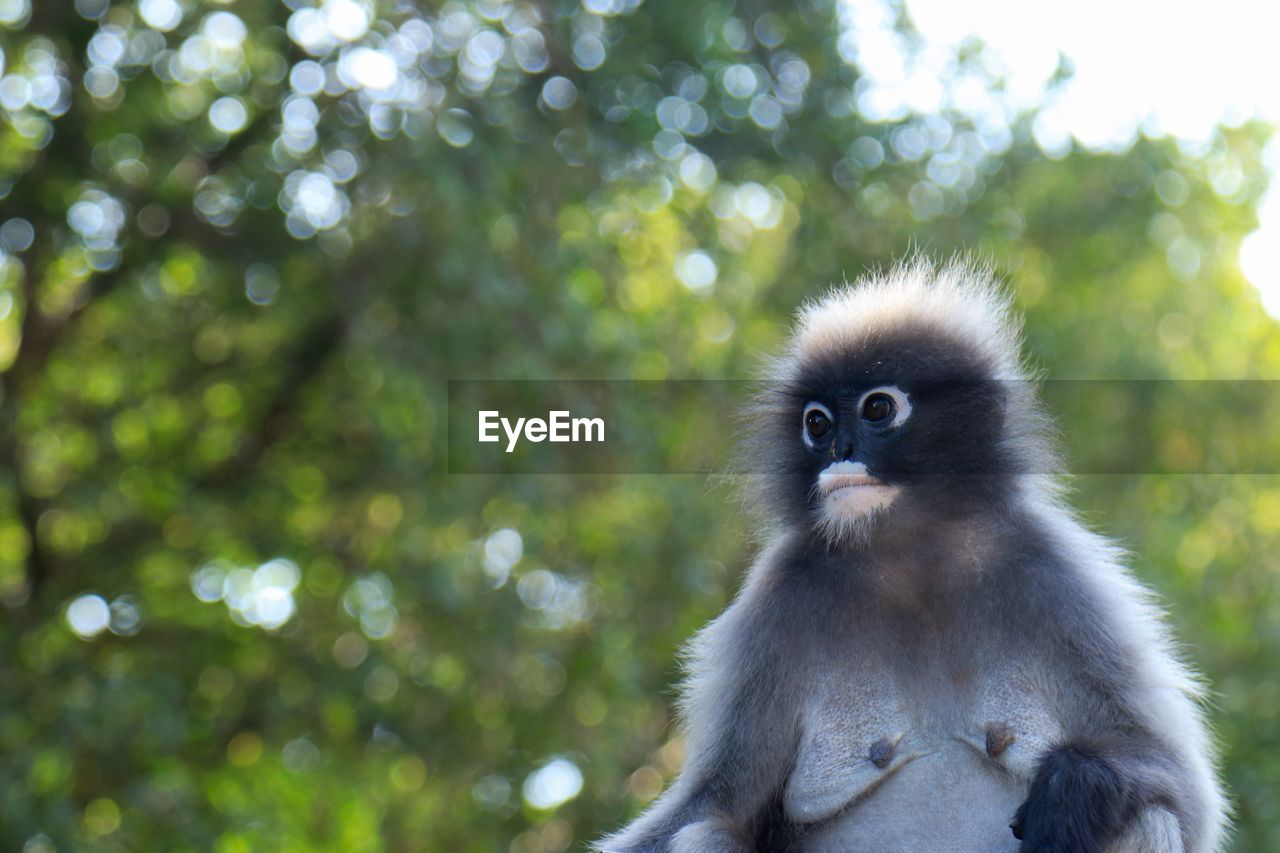 PORTRAIT OF MONKEY ON TREE OUTDOORS