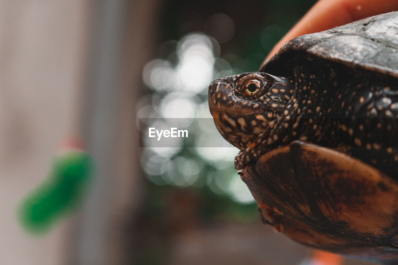 CLOSE-UP OF A TURTLE