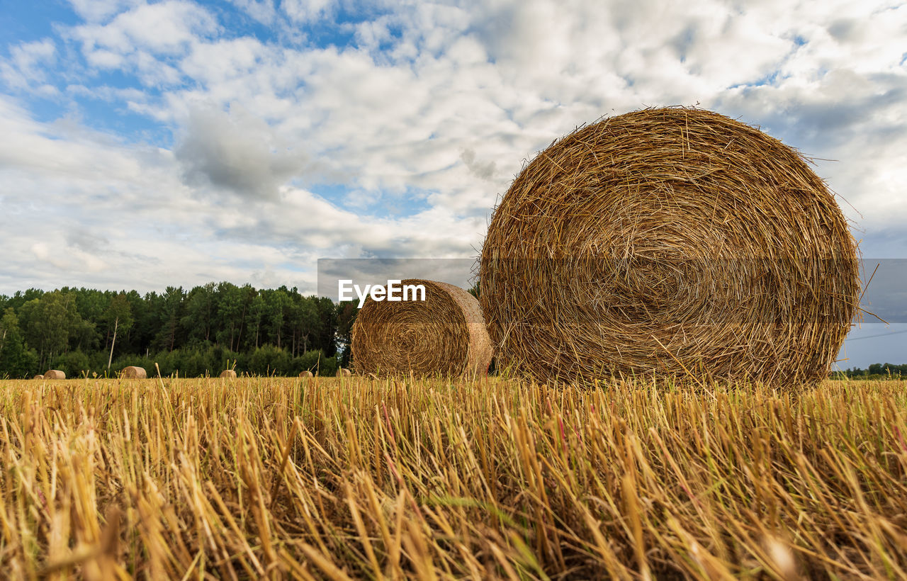 Swedish landscape with rolled grass in the fields