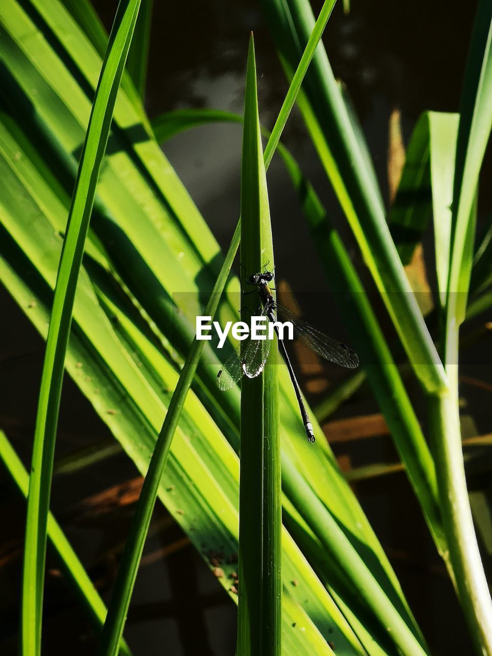 CLOSE-UP OF INSECT ON GREEN GRASS