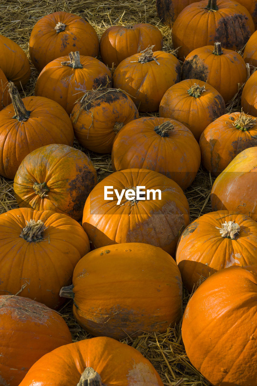 High angle view of pumpkins in market