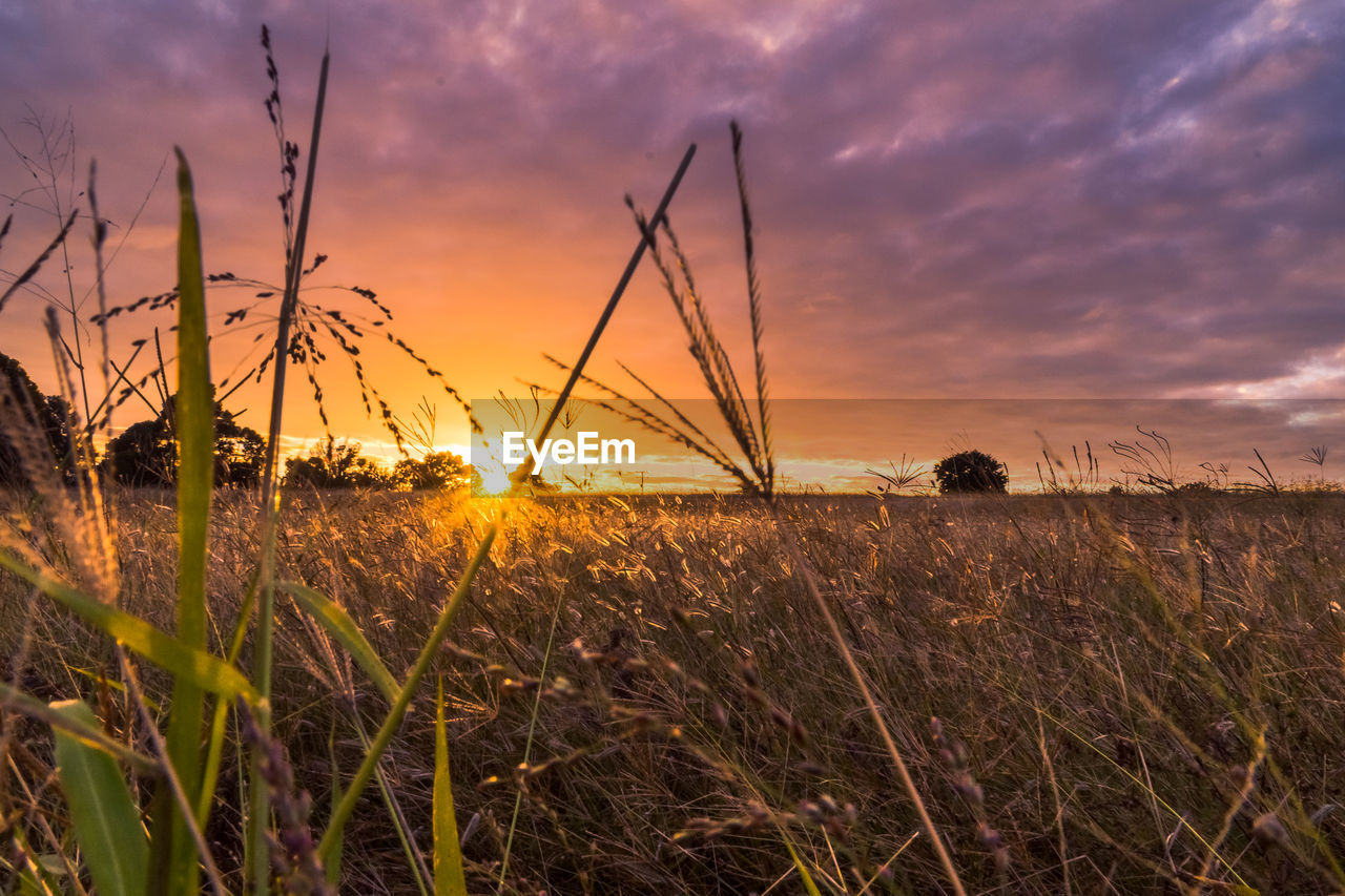 PLANTS ON FIELD AGAINST SKY DURING SUNSET