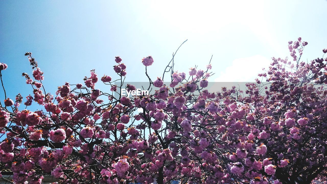 LOW ANGLE VIEW OF CHERRY BLOSSOM AGAINST SKY