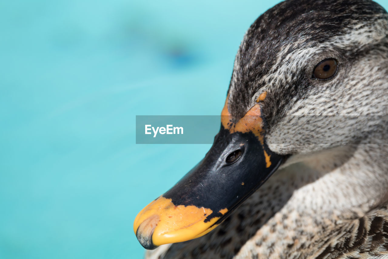 Close-up of bird