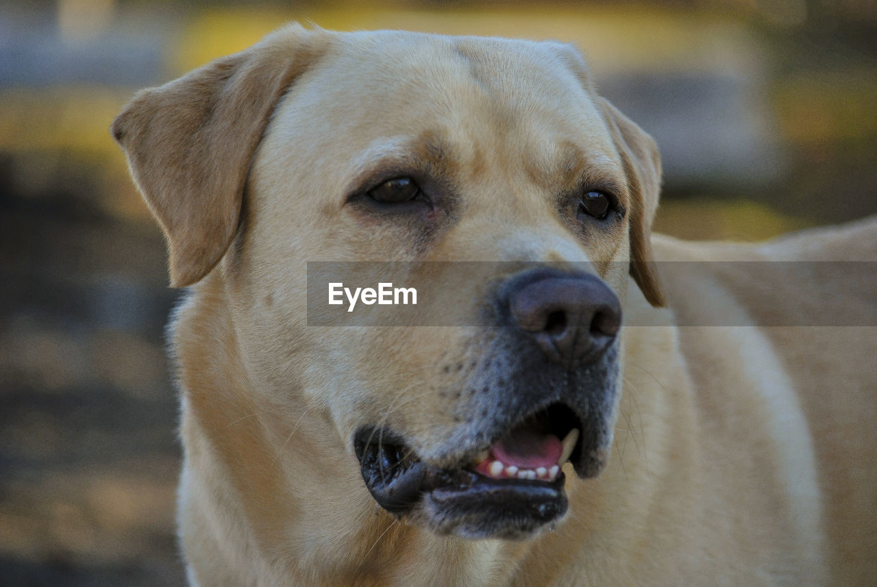 Close-up of dog looking away