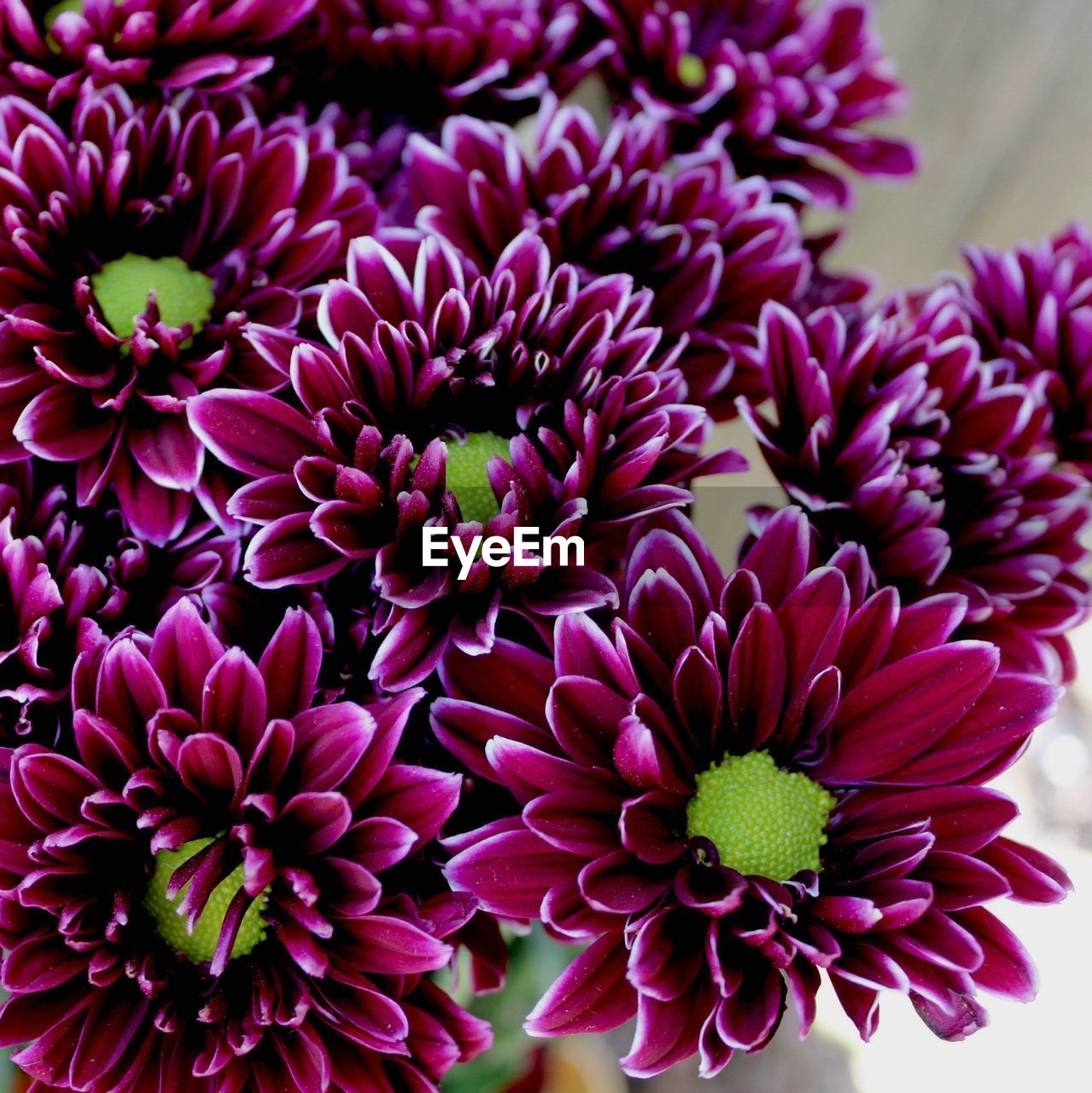 Chrysanthemum  purple flowers closeup