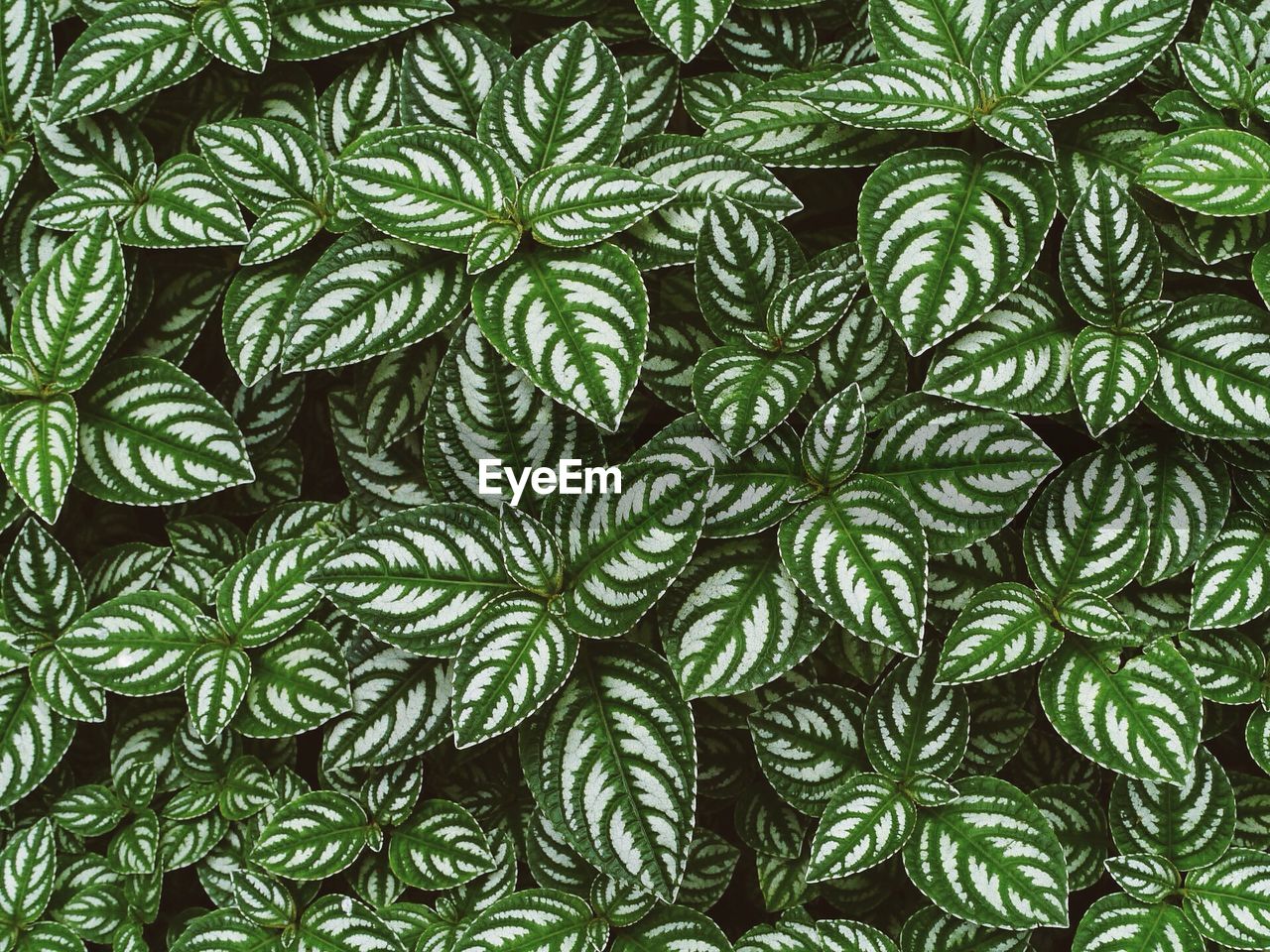 Detail shot of leaves