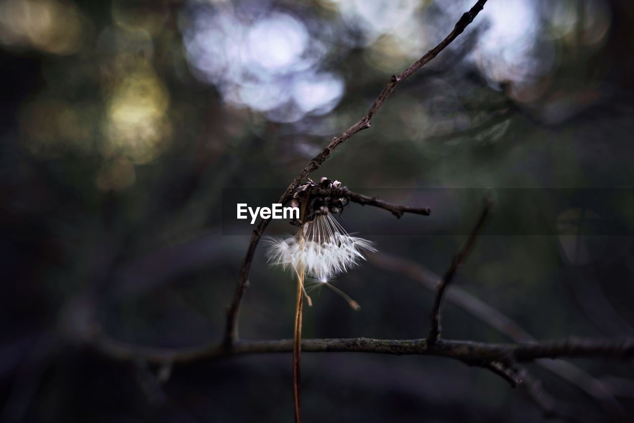 nature, branch, plant, leaf, tree, focus on foreground, no people, macro photography, sunlight, close-up, flower, beauty in nature, autumn, twig, outdoors, thorns, spines, and prickles, fragility, selective focus, darkness, light, day, tranquility, winter, animal, flowering plant, animal wildlife, growth