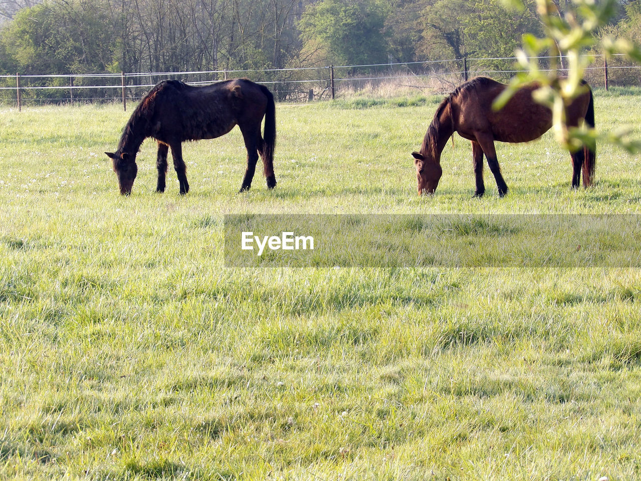 horse, pasture, animal, mammal, animal themes, domestic animals, grass, plant, livestock, grassland, field, grazing, animal wildlife, meadow, group of animals, land, prairie, mare, pet, nature, landscape, agriculture, environment, natural environment, mustang horse, green, no people, day, herd, plain, steppe, outdoors, tree, herbivorous, rural area, rural scene, beauty in nature, wildlife, stallion, two animals