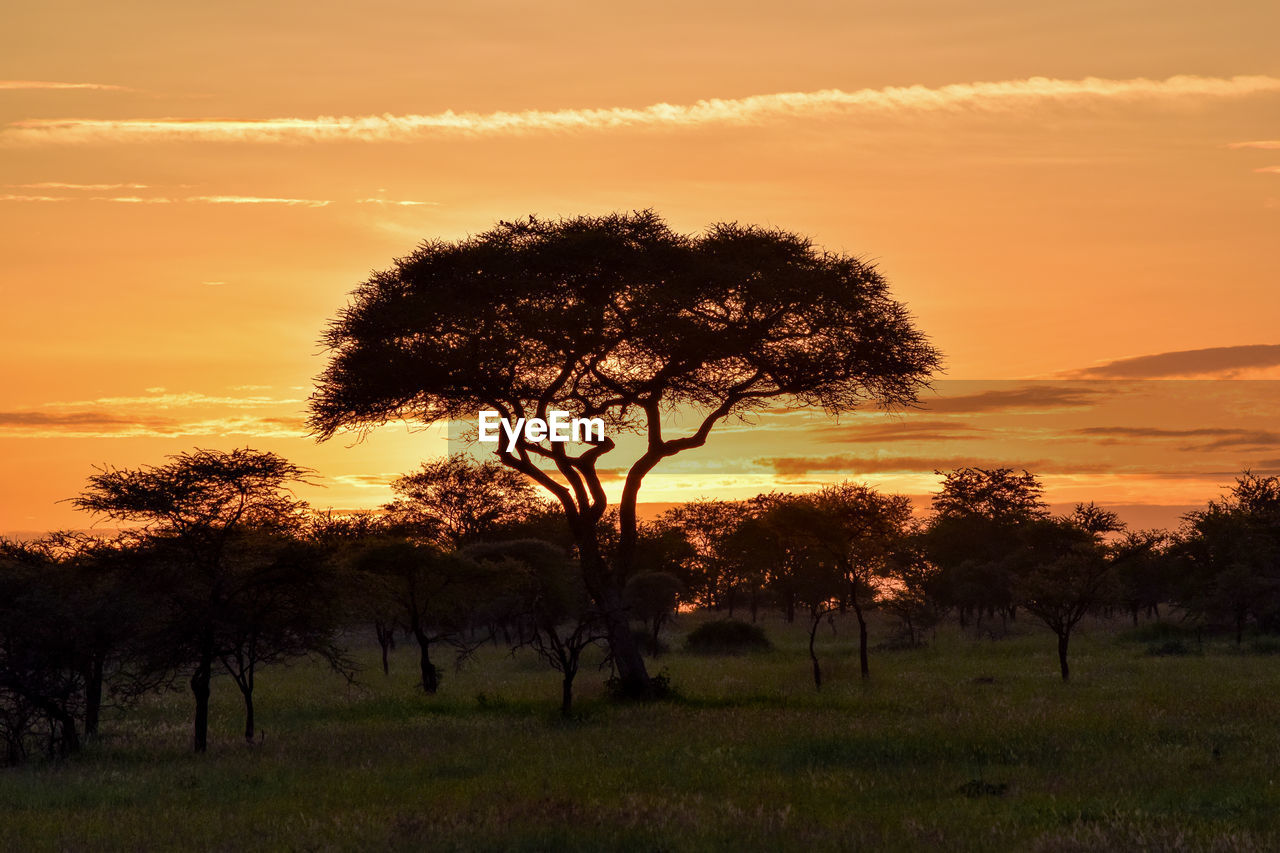 SILHOUETTE TREE ON FIELD AGAINST SKY AT SUNSET