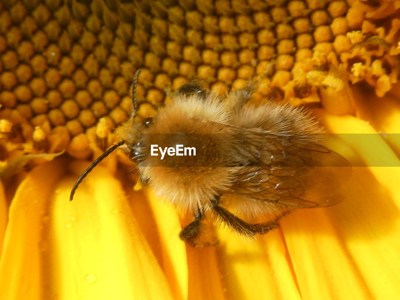 CLOSE-UP OF HONEY BEE POLLINATING ON FLOWER