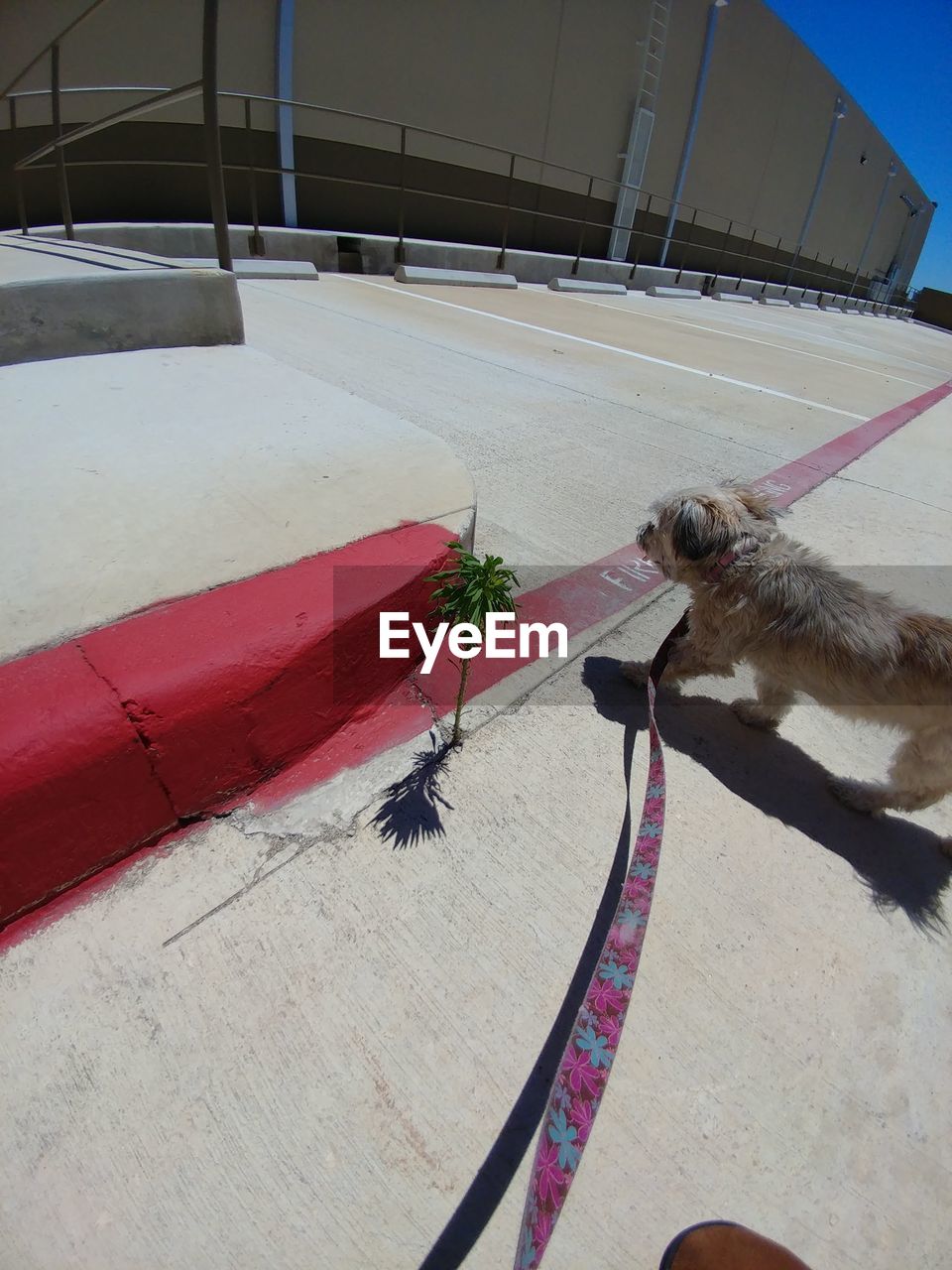 HIGH ANGLE VIEW OF DOG ON COBBLESTONE