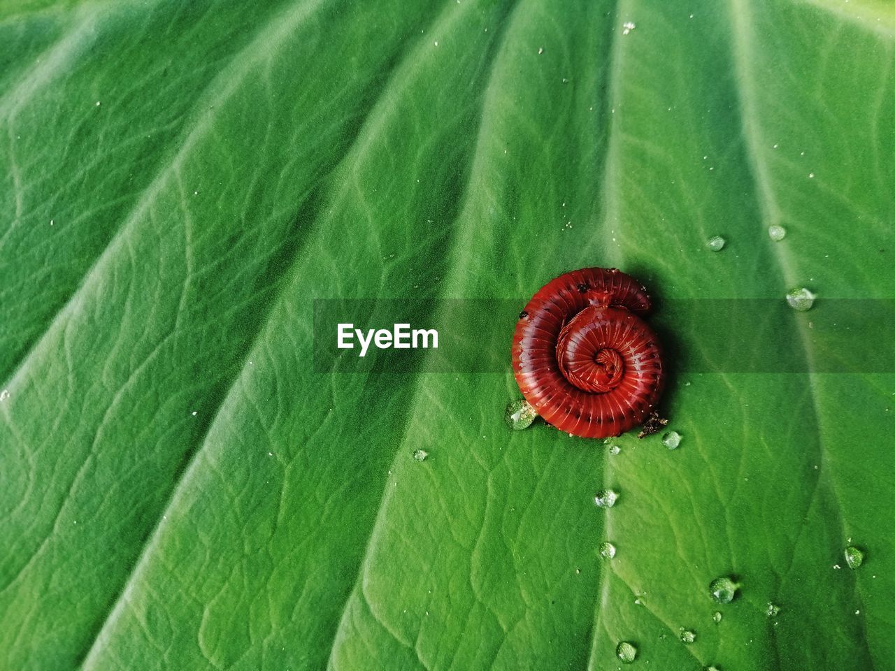 Close-up of fresh green leaf with water drops and millipedes 