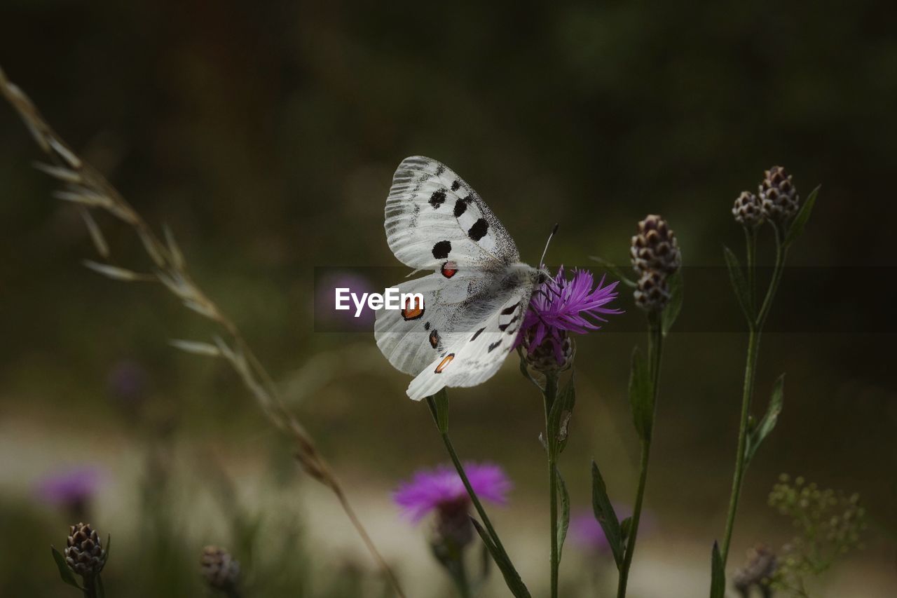 Close-up of butterfly pollinating on purple flower