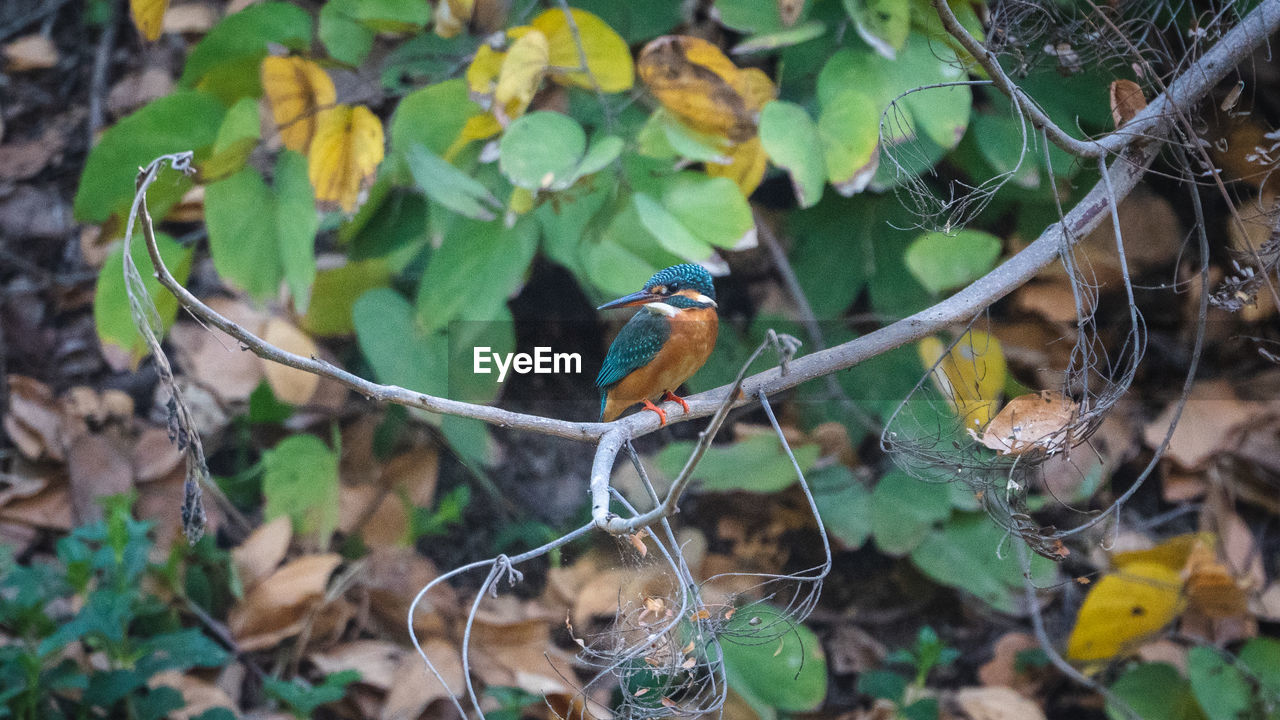 VIEW OF BIRD PERCHING ON TREE