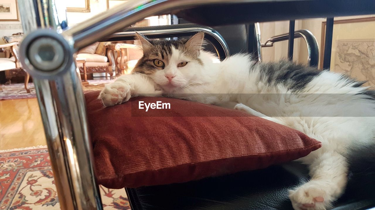 CLOSE-UP PORTRAIT OF CAT RELAXING ON SOFA