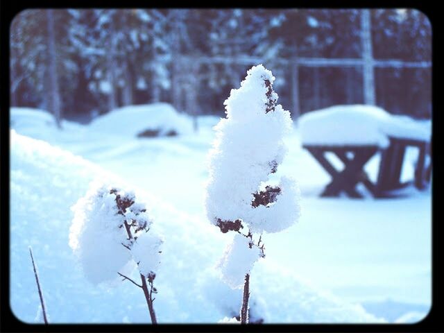 SNOW COVERED TREES IN WINTER