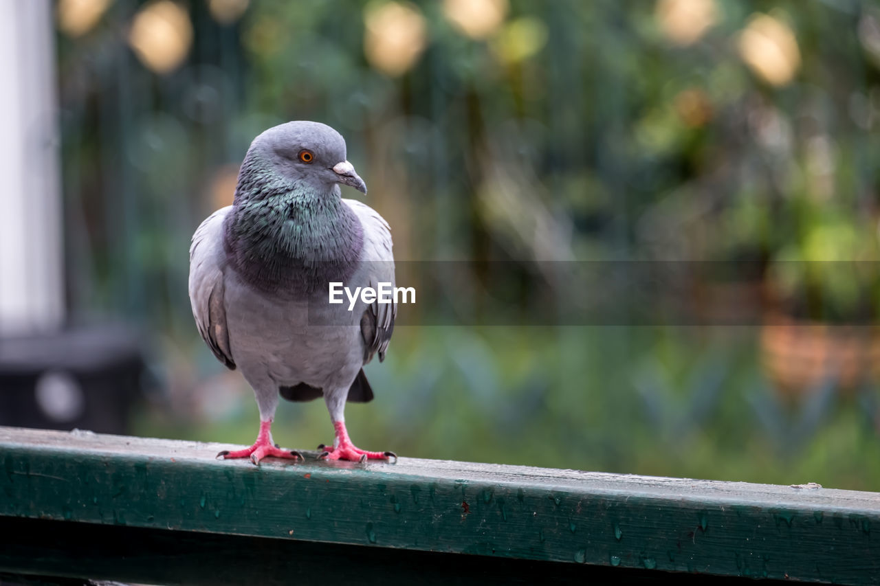 CLOSE-UP OF PIGEON